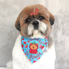 Bandana kit 10 P